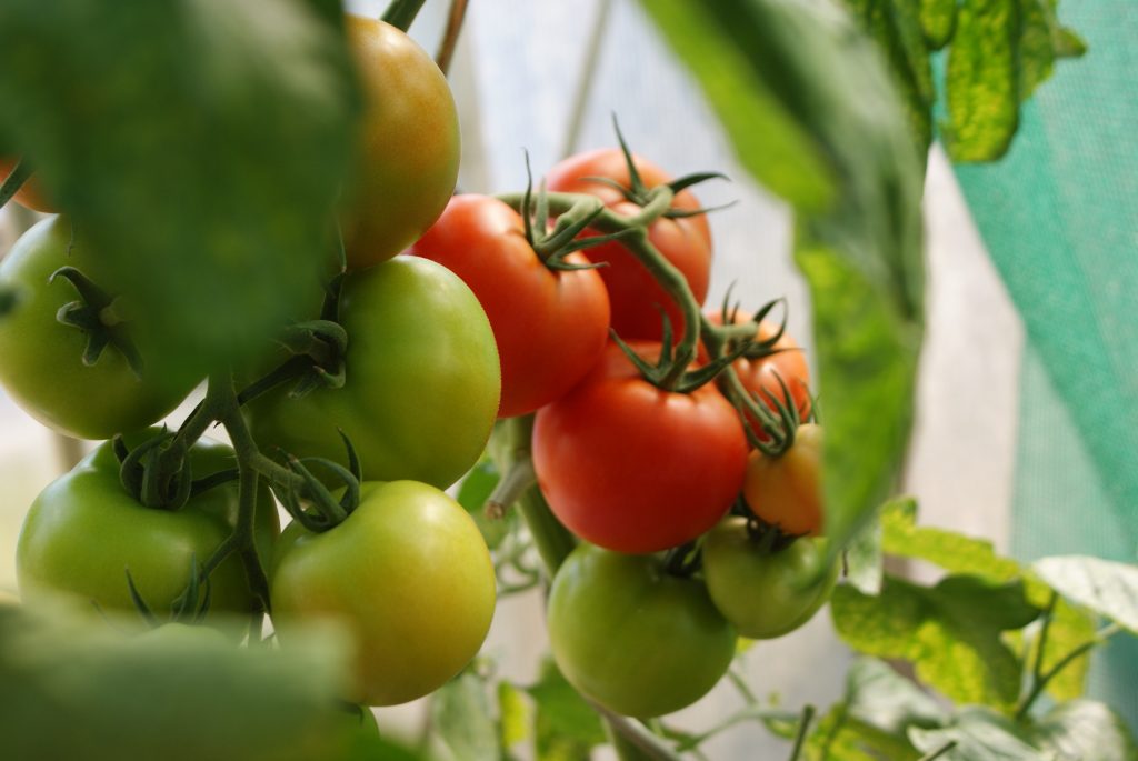 Gros plan sur des plantations de tomates